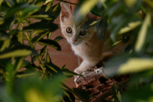 Como Conquistar a Confiança de um Gato Arisco (Guia Passo a Passo)