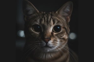 Guia Definitivo para Desvendar os Mistérios Felinos: Comportamento, Saúde e Ciência